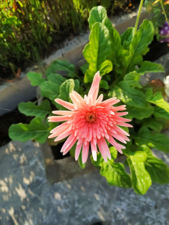 pink gerbera flower natural green leaf gardenの写真素材