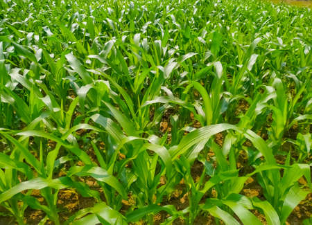 Corn flower tassel sway in the late summer breeze. Green corn field