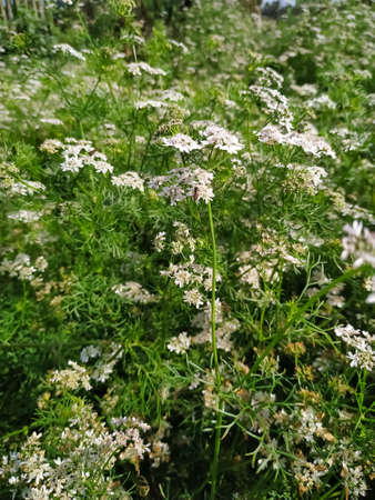 Dhaniya, coriander green natural and wallpaper background. Nepal