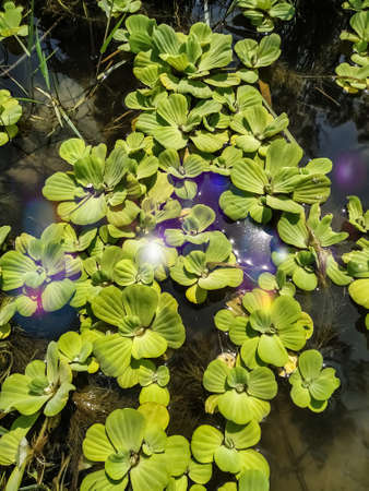 Close up to Green duckweeds water plant in pond Of Nepalの写真素材