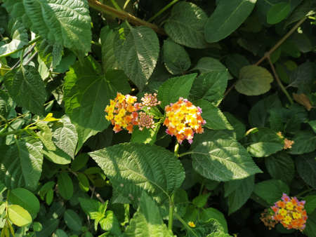 Bright yellow flowers grow in a garden. Nepal