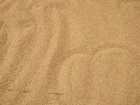 Dried wheat seeds arranged as background.の写真素材