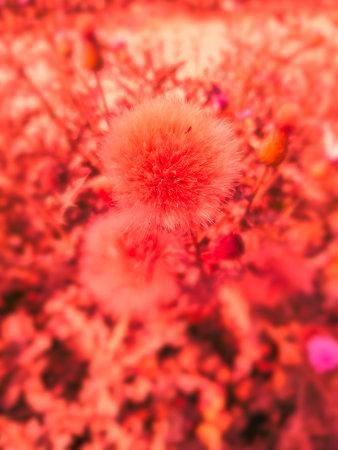 Closeup of white dandelions. Cotton flower natural beautiful colorful.の写真素材