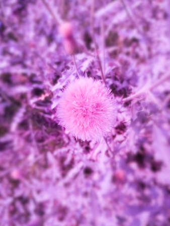 Closeup of white dandelions. Cotton flower natural beautiful colorful.の写真素材
