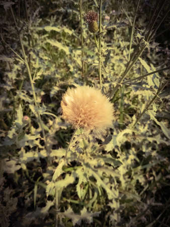 Closeup of white dandelions. Cotton flower natural beautiful colorful. cactus with throns.の写真素材