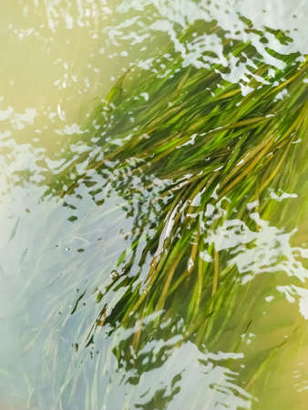 White water flowing into the river green moss beautifulの写真素材