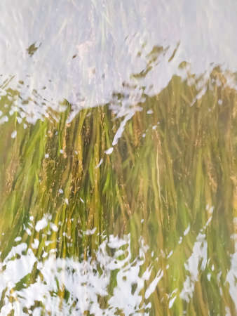 White water flowing into the river green moss beautiful