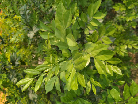 Green leaf natural plant beautiful forest