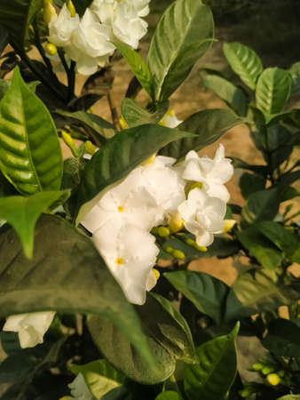 White flower green leaf natural plant beautiful garden