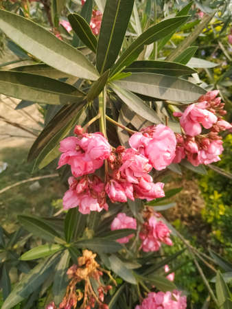 Pink flower green leaf natural plant beautiful garden
