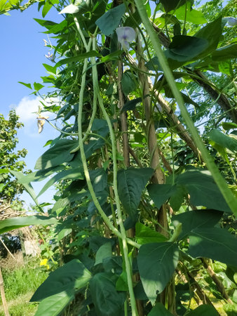 Natural vegetable green leaves in the garden