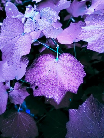 Purple leaves in the garden in the evening. Natural background.