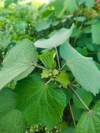 green leaves on a tree natural forestの写真素材