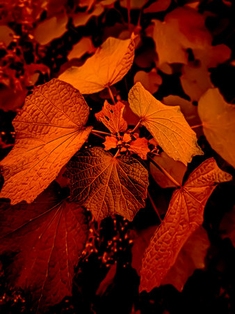 Autumn leaves close-up. Colorful autumn background. Selective focus.