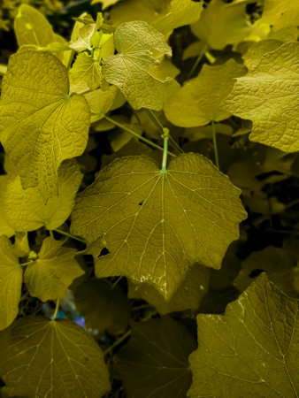 green leaves on a tree natural forestの写真素材