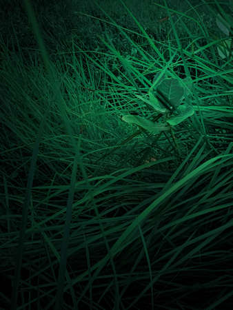 Full frame shot of crops growing on field natural beautifulの写真素材