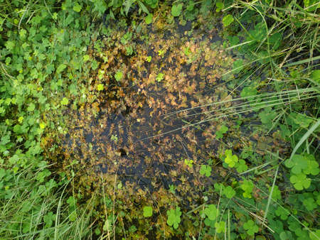 Agal bloom small pond in a forest green water swamps