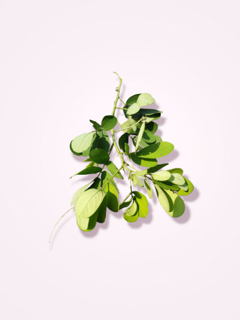 Moringa leaves on white background. Top view. Flat lay.