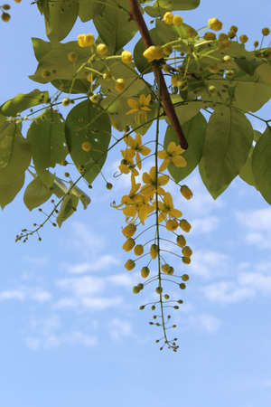 Ratchaphruek flower の写真素材