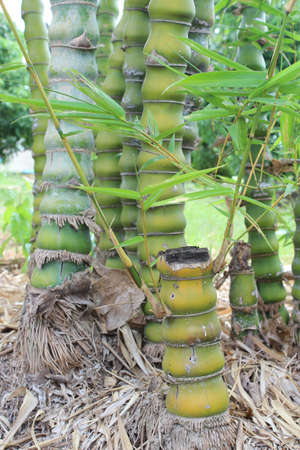 Bamboo の写真素材