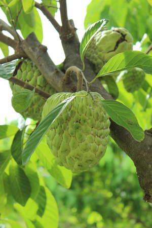 Sugar apple