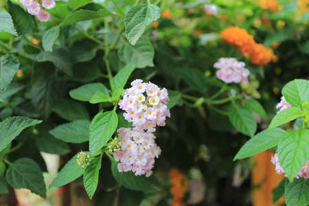 Lantana flowers