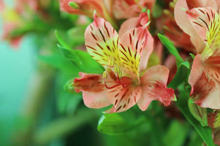 Beautiful alstroemeria lily flowers