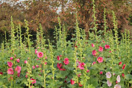 colorful snapdragon flowers  の写真素材