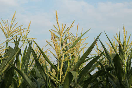 Green corn field on blue sky  の写真素材