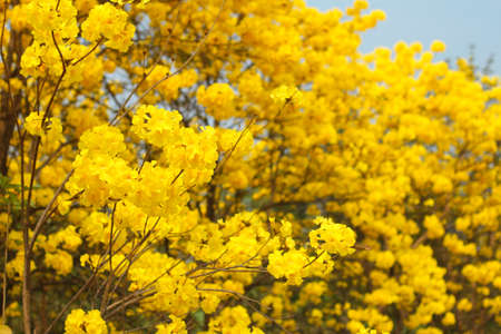 Golden tree 