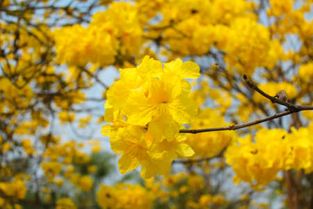 Golden tree 