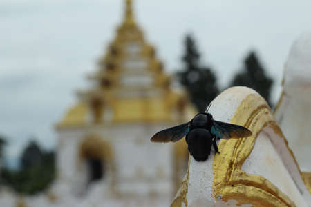 Insects in the temple の写真素材