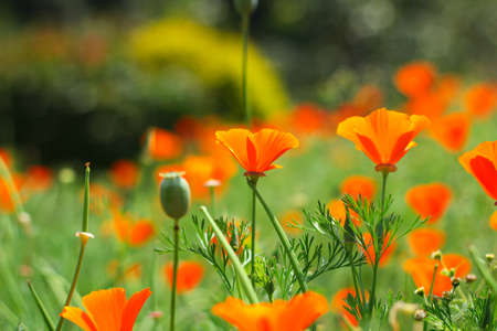 Beautiful orange flowers 