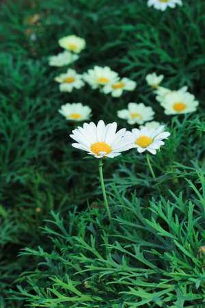 Zinnia  flowersの写真素材