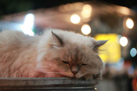 Cute gray cat lying on tabletop.