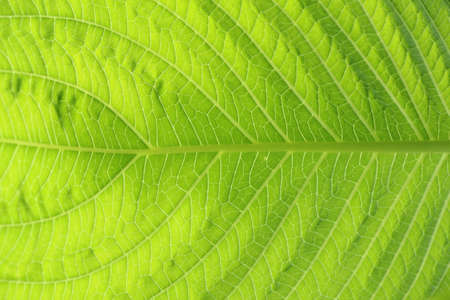 Close-up green leaf texture background.の写真素材