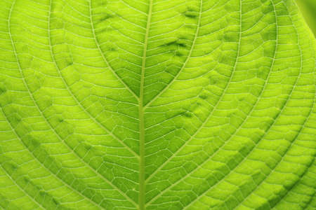 Close-up green leaf texture background.
