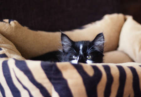 staring catpの写真素材