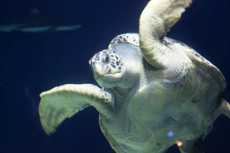 giant tortoise in water, approaching