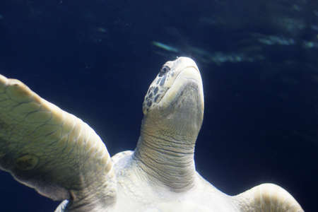 giant tortoise headed to ocean surface