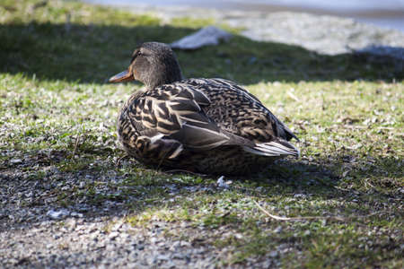 a duck sunning on grass by lakeの写真素材