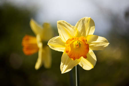 a springtime flower in stanley park