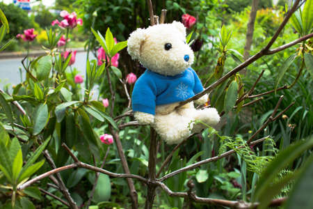 a teddy bear in gardenの写真素材