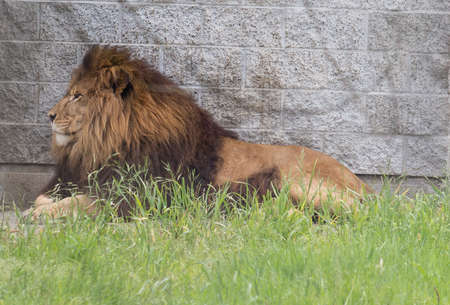 an african lion in profileの写真素材