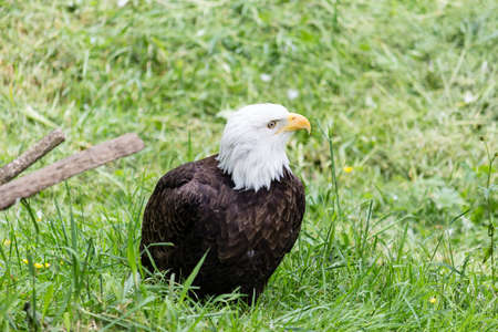 a bald eagle staring from the grassの写真素材