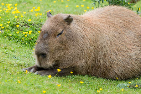 a capybara relaxing in the grassの写真素材