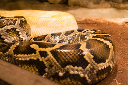 a boa constrictor in closeup