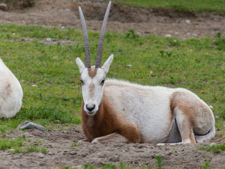 an eland staring from the grassの写真素材