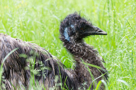an emu staring in profileの写真素材