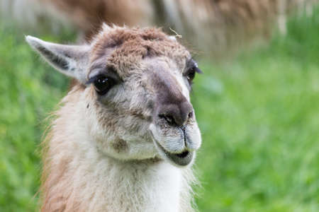 a guanaco staring into camera